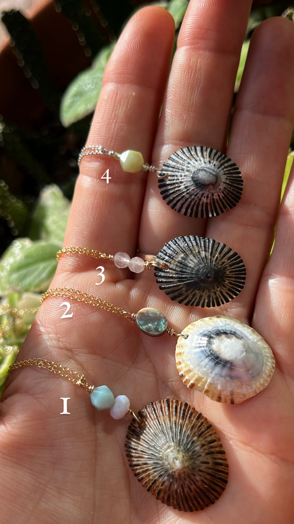 Opihi Collection