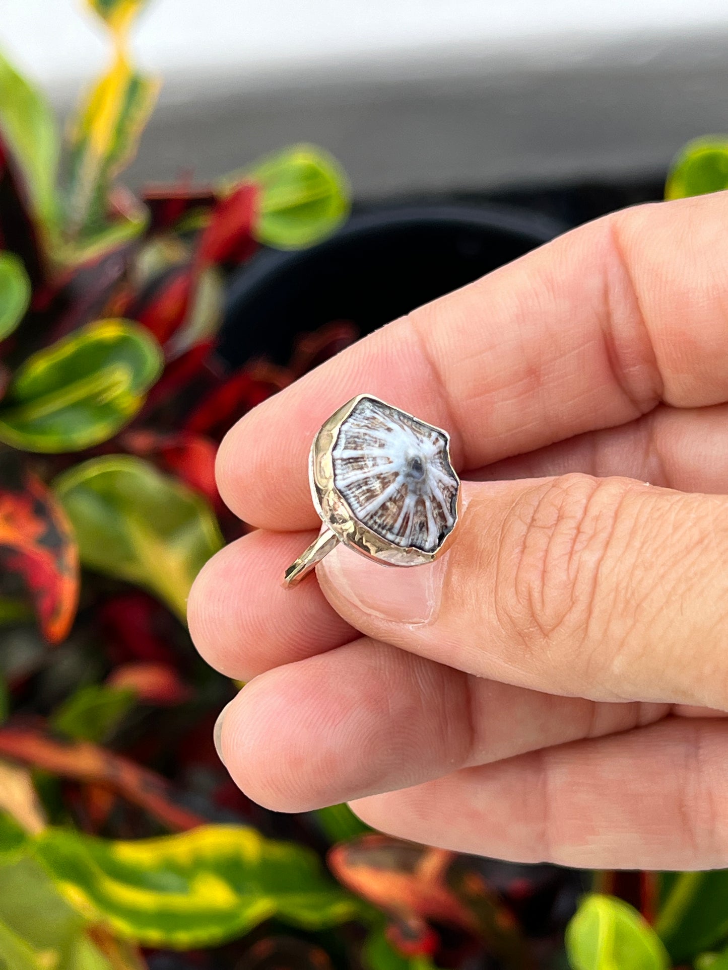 Hawaiian Opihi Shell Ring