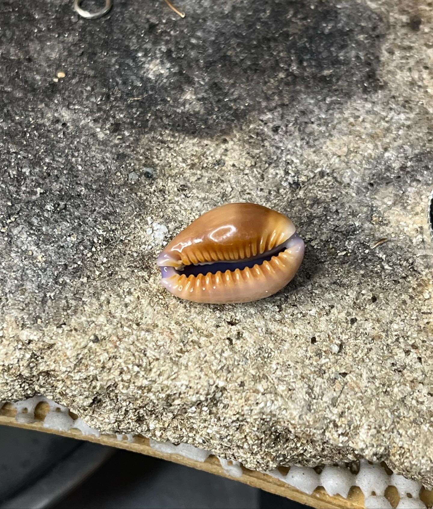 Honey Cowrie Mixed Metal Horse Shoe Ring *rts