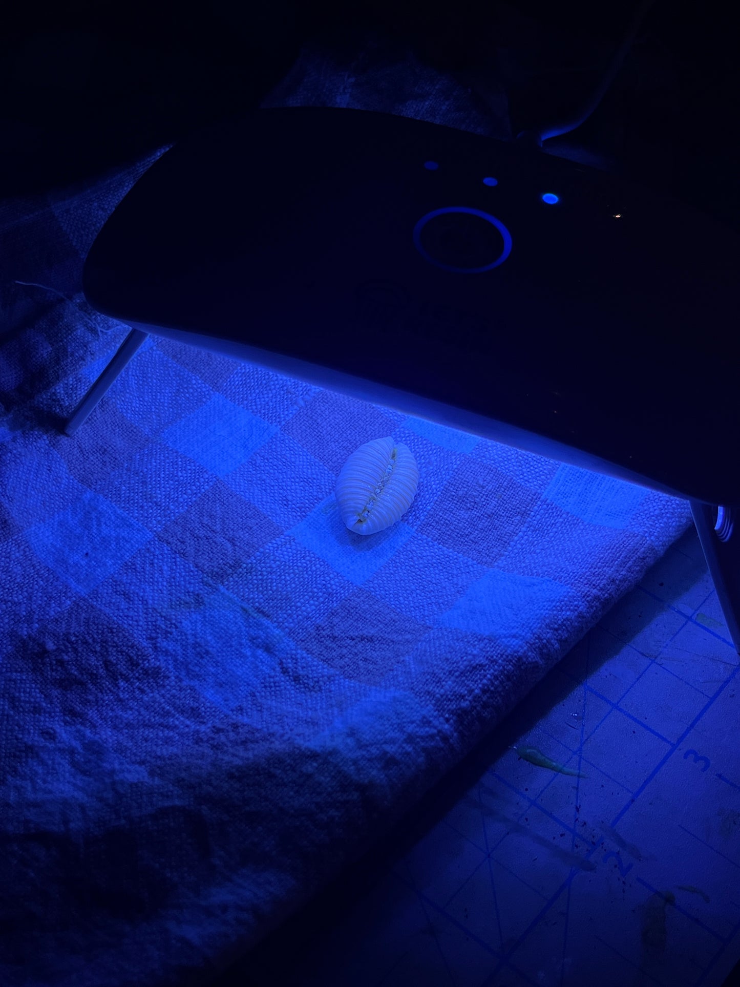 Granulated Cowrie Ring RTS