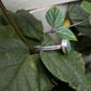 Bar Harbor, Maine Sea Glass Cuff