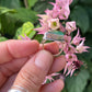 Chrysoprase Mixed Metal Ring