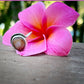 Cinnamon Puka Shell Ring RTS