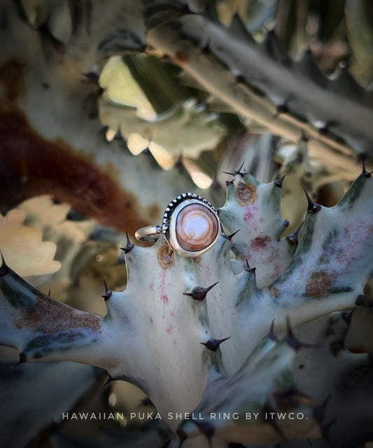 Cinnamon Puka Shell Ring RTS