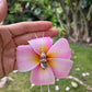 Hawaiian seashell necklace