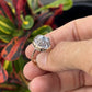 Hawaiian Opihi Shell Ring
