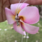 Hawaiian seashell necklace