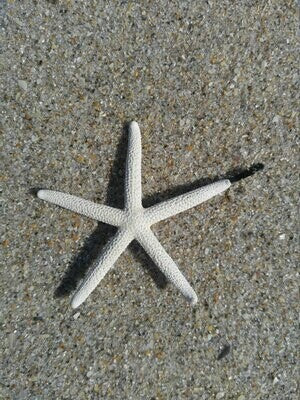 Starfish bobby pin, black